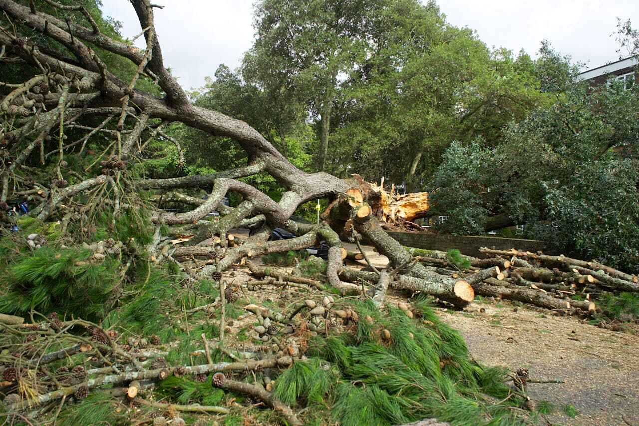 Large Tree Removal in Montgomery, GA